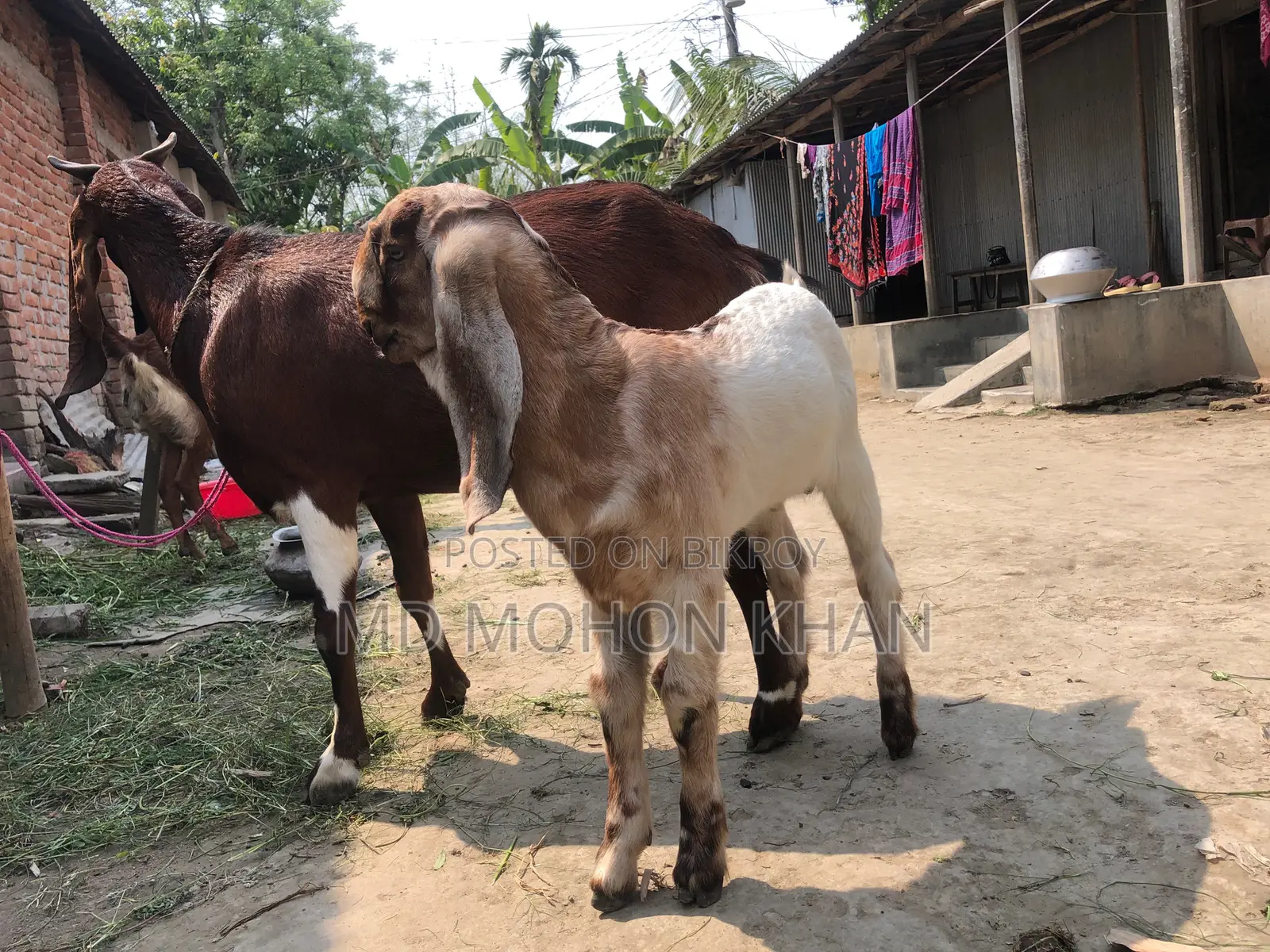 তোতাপুরি পাঠা ছাগল এর কছ