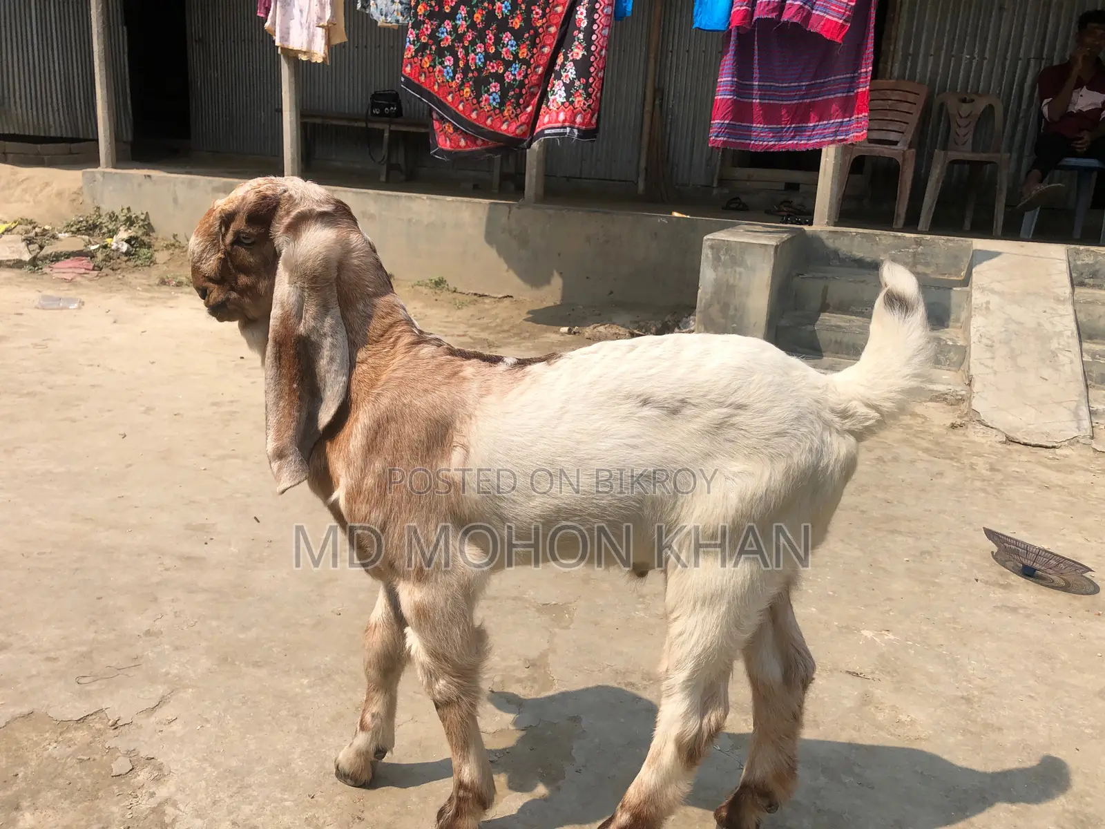 তোতাপুরি পাঠা ছাগল এর কছ