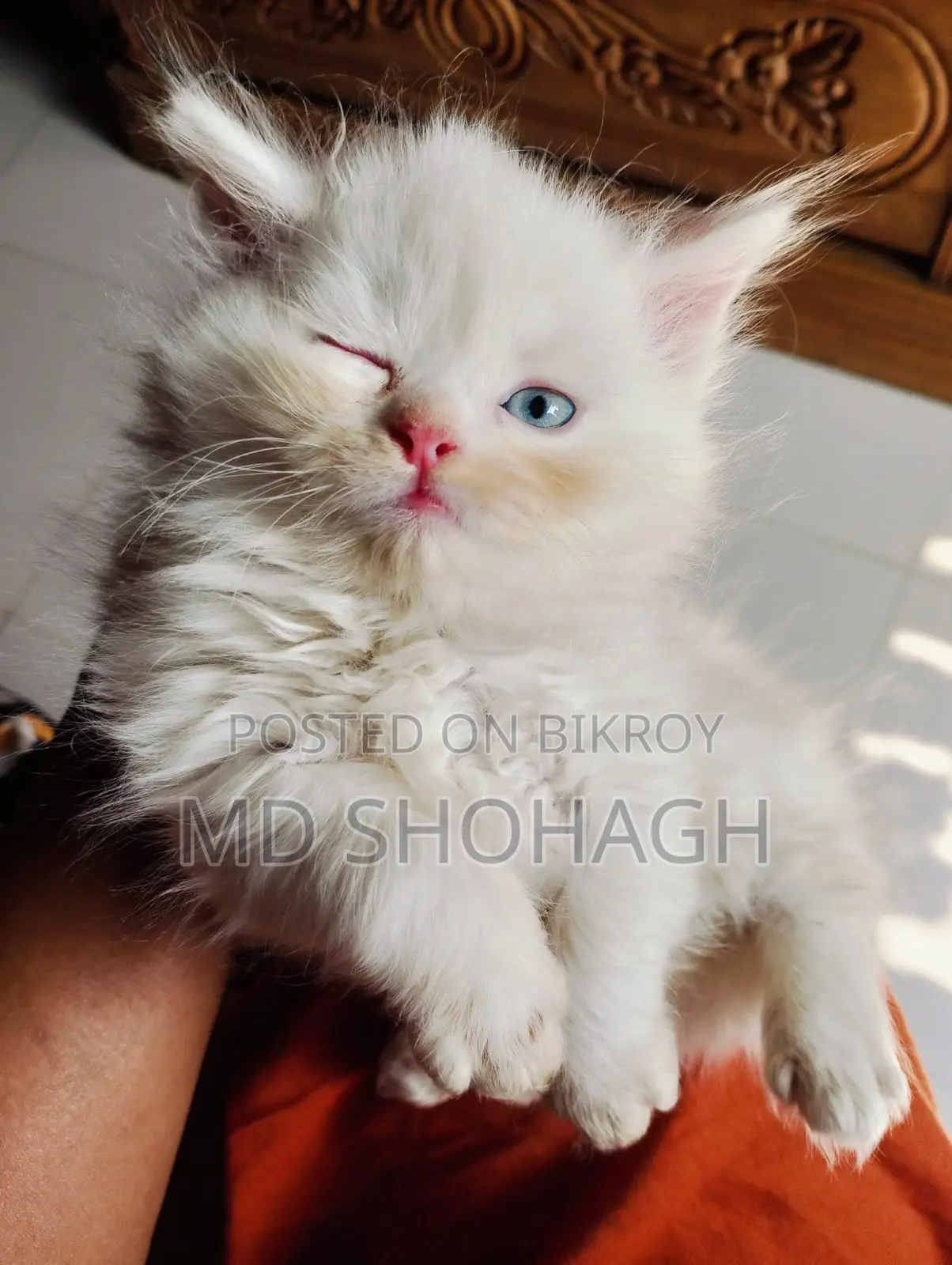 Persian Cat