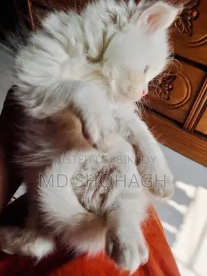 Persian Cat