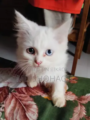 Persian Cat