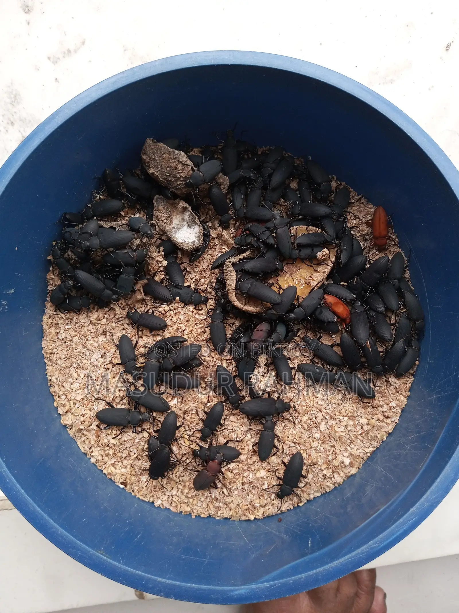 বিটোলপোকার মাদার