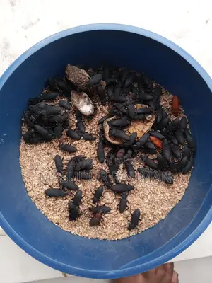 বিটোলপোকার মাদার