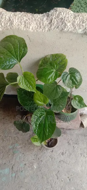 Chui Jhal and Betel Leaf Plants