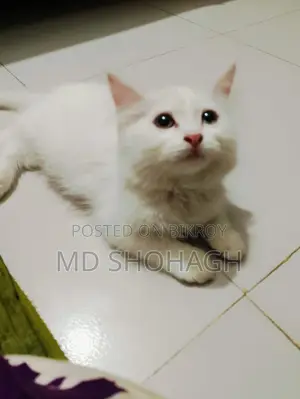 Persian Cat