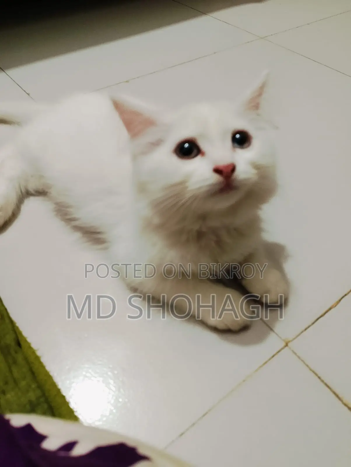 Persian Cat