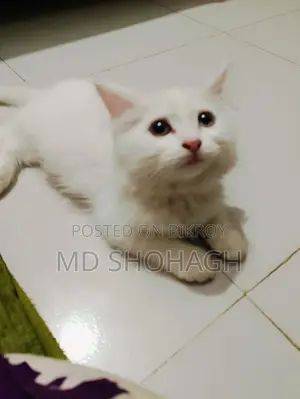 Persian Cat