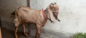 Totapuri Goat