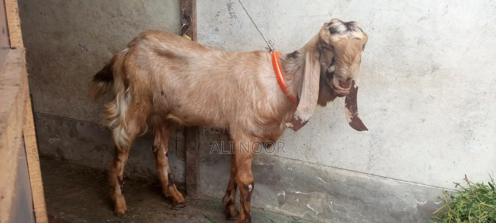 Totapuri Goat