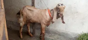 Totapuri Goat