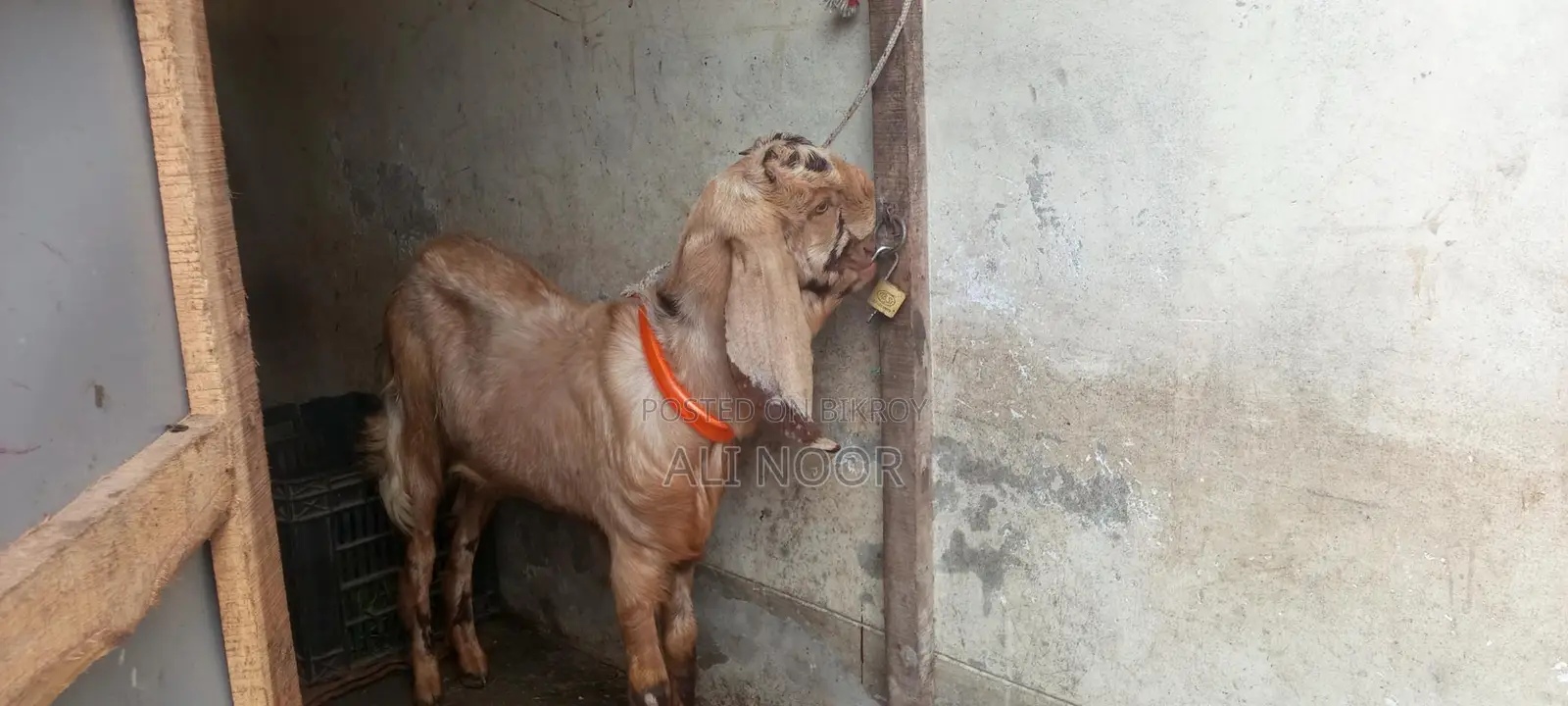 Totapuri Goat