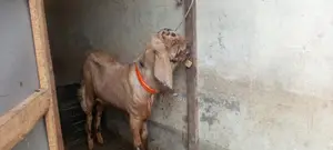 Totapuri Goat