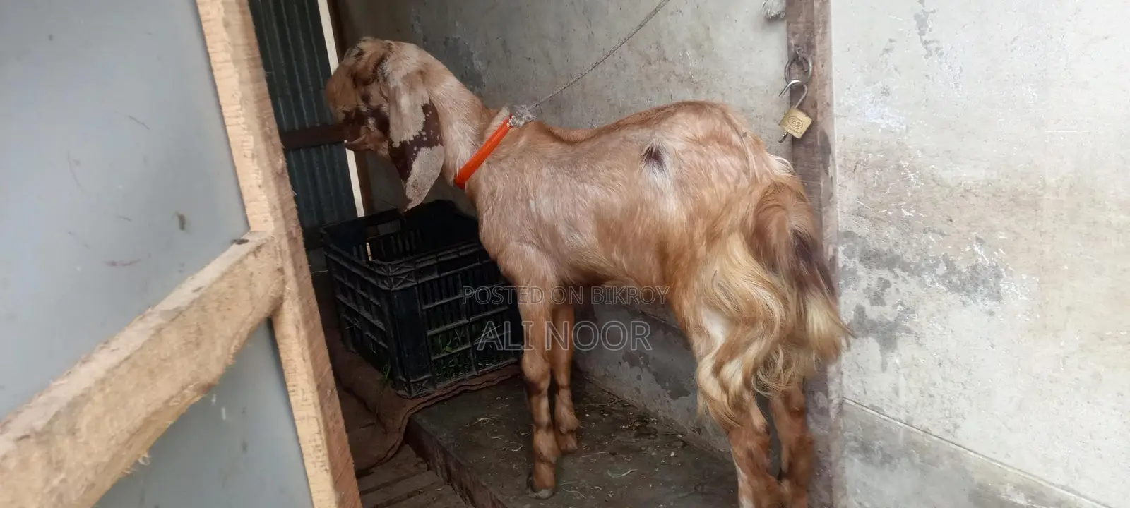 Totapuri Goat