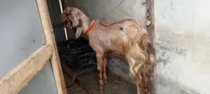 Totapuri Goat