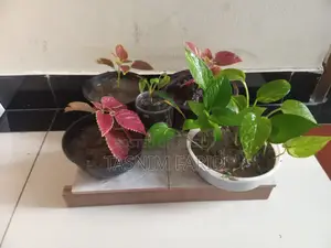 Plants for sale together - great for decoration.