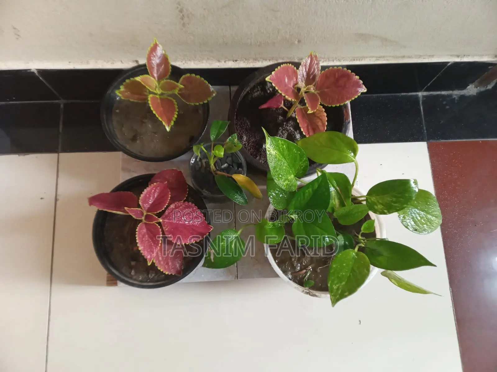 গাছ একসাথে বিক্রি হবে-ডেকোরেশনের কাজে লাগে গাছগুলো।