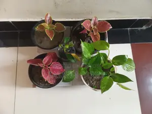 গাছ একসাথে বিক্রি হবে-ডেকোরেশনের কাজে লাগে গাছগুলো।
