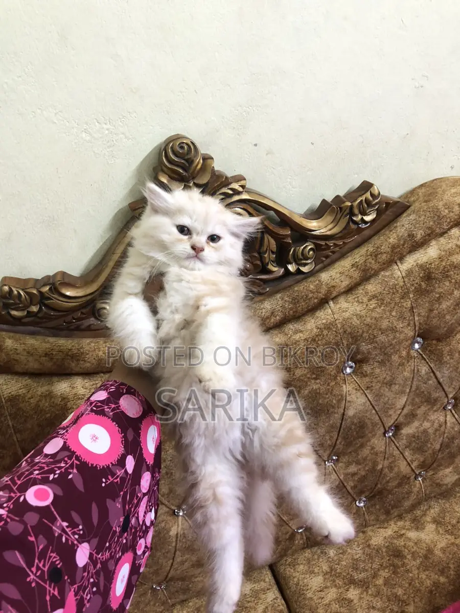 Cat Sale Post