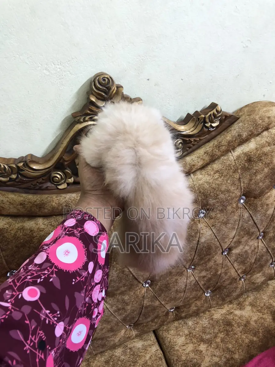 Cat Sale Post