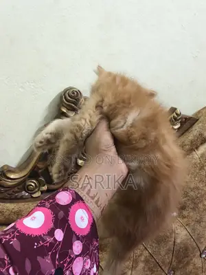 Cat Sale Post
