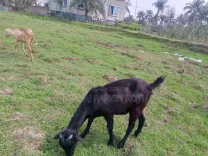 ছাগল ২ টা