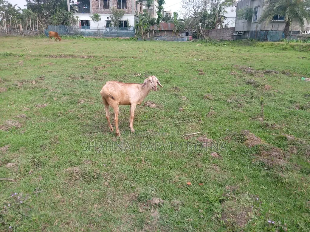 ছাগল ২ টা