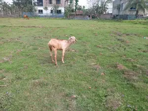 ছাগল ২ টা