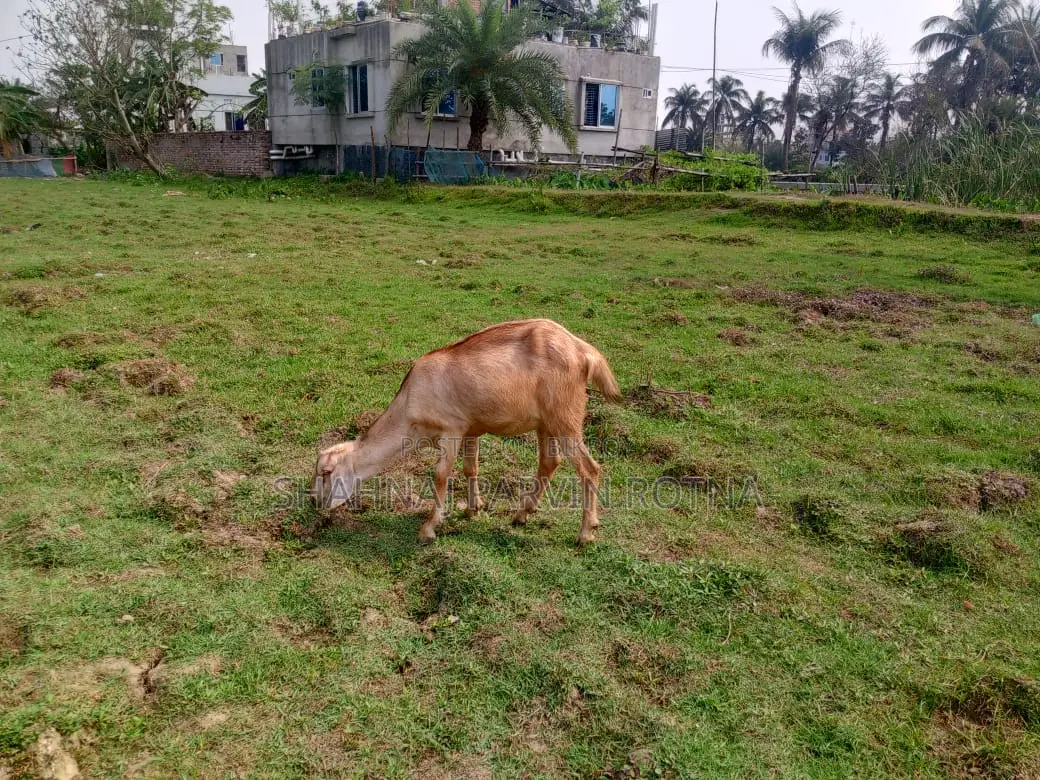 ছাগল ২ টা