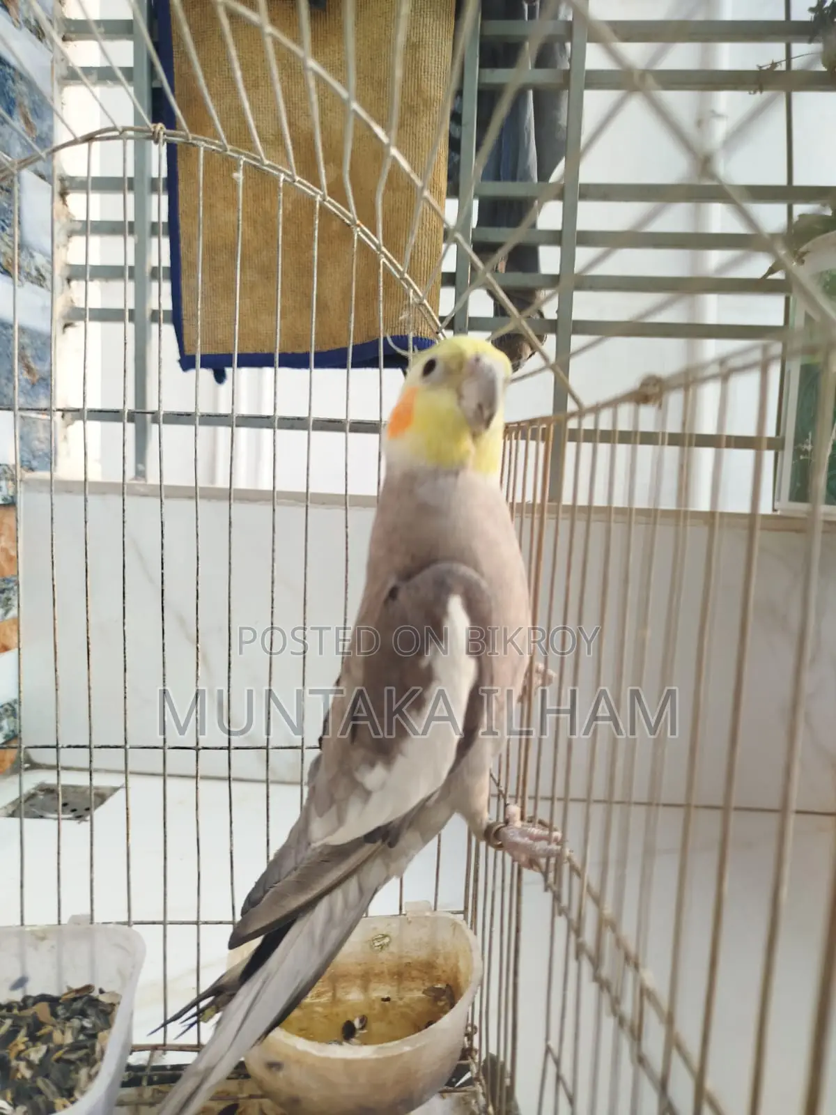 Cockatiel Bird for Sale (Female, 2 Years Old, Friendly)