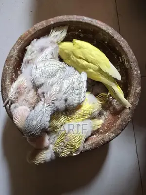 Tem Size Baby Available টেম করার জন্য উপযুক্ত।