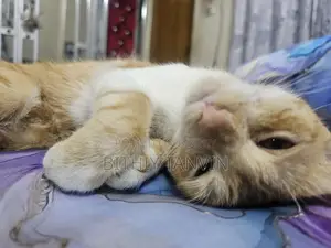 White Cat Black Brown Persian Badabi