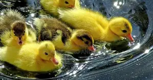 A-Grade Ducklings
