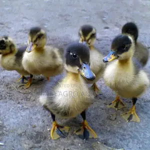 A-Grade Ducklings
