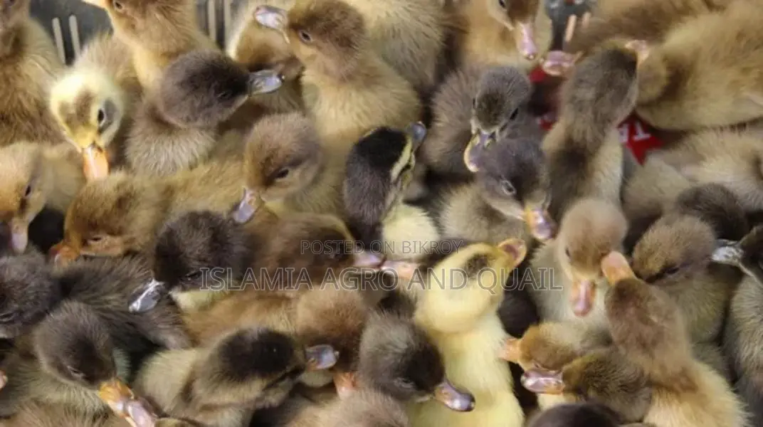 A-Grade Ducklings