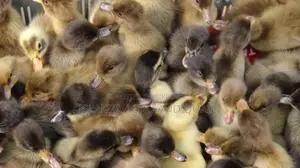 A-Grade Ducklings