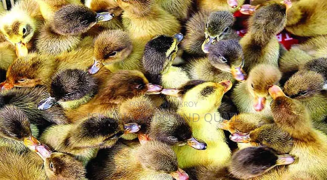 A-Grade Ducklings