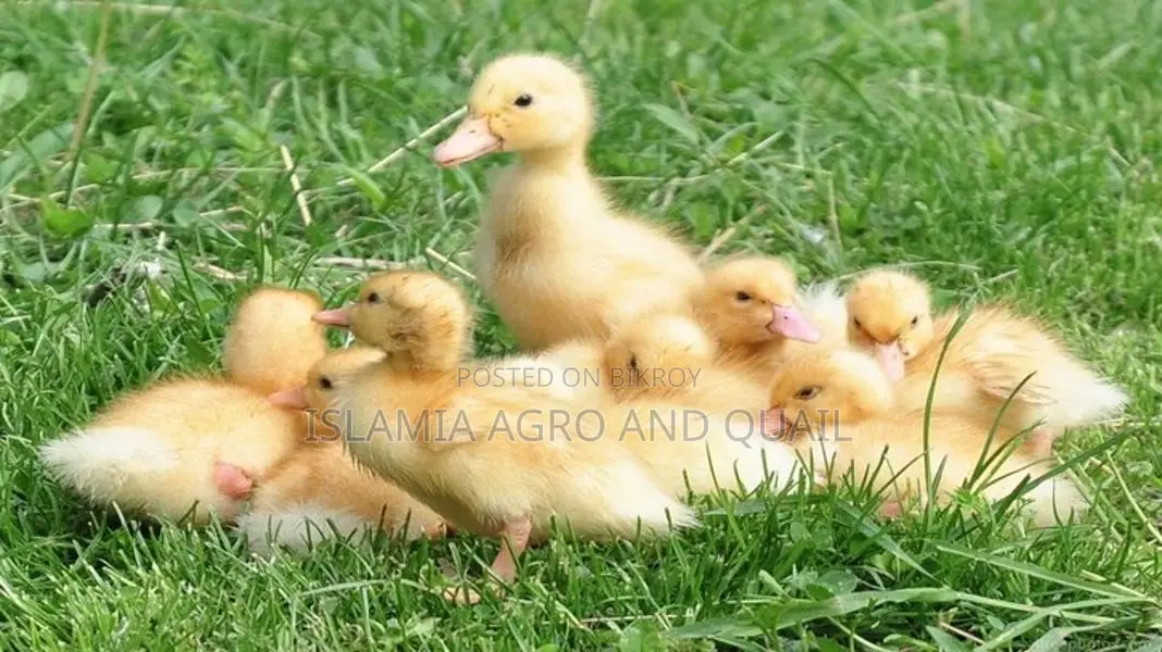 A-Grade Ducklings