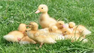A-Grade Ducklings