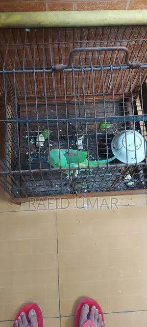 Alexzander Parakeet
