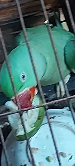 Alexzander Parakeet