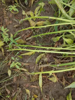 মরিচ চারা