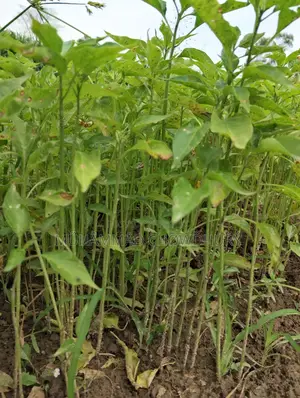 মরিচ চারা