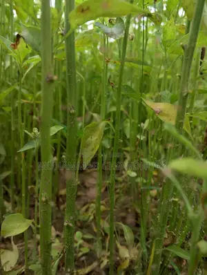 মরিচ চারা