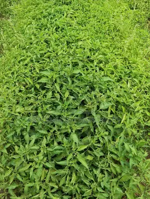 মরিচ চারা
