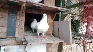 বিগ সাইজ কিং