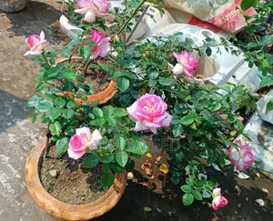 Rose Plant Pd Monako