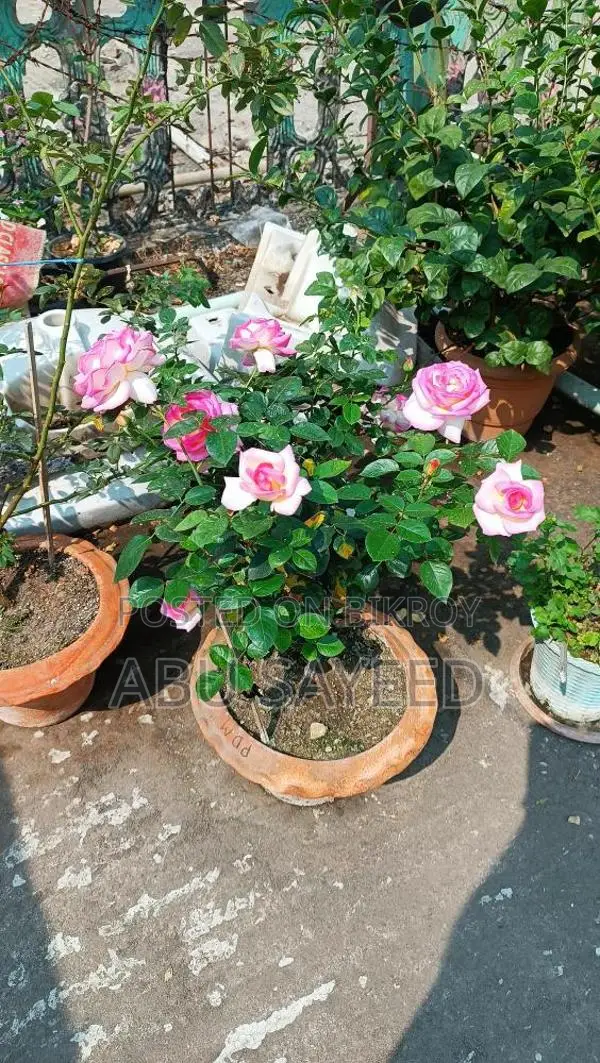 Rose Plant Pd Monako
