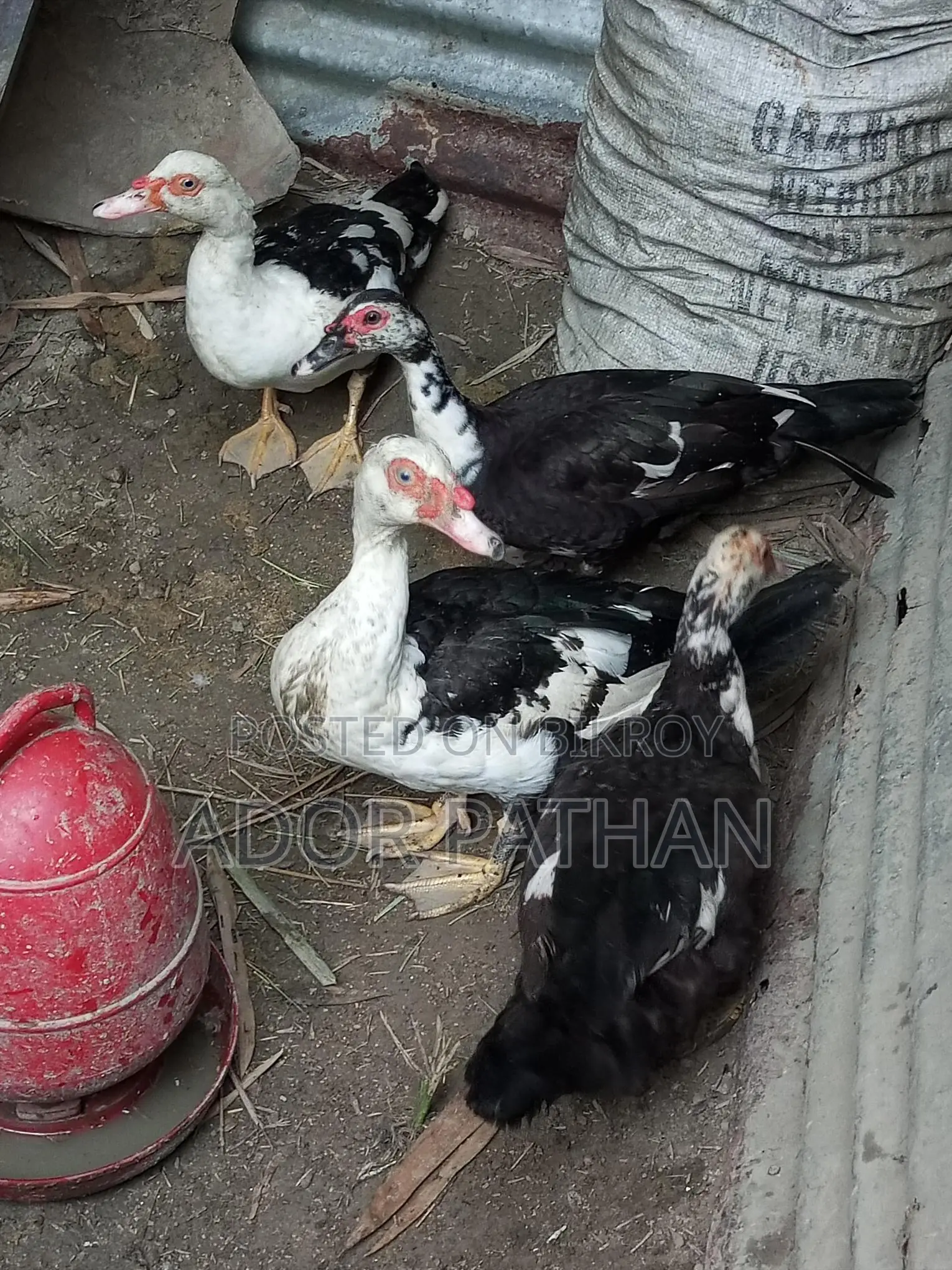 রানিং চিনা হাস সেল হবে