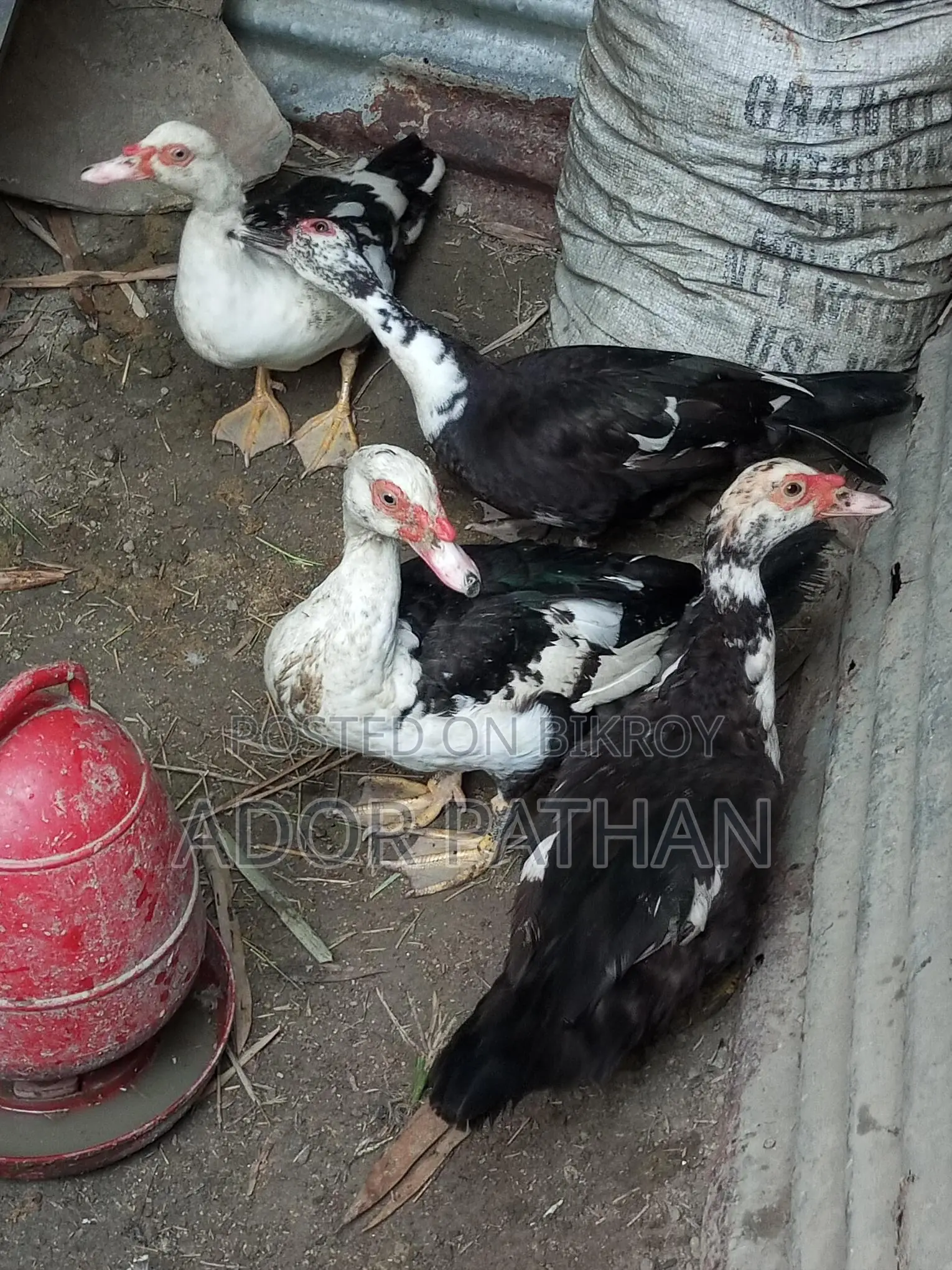 রানিং চিনা হাস সেল হবে