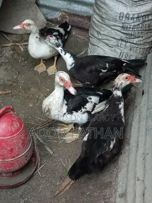 রানিং চিনা হাস সেল হবে